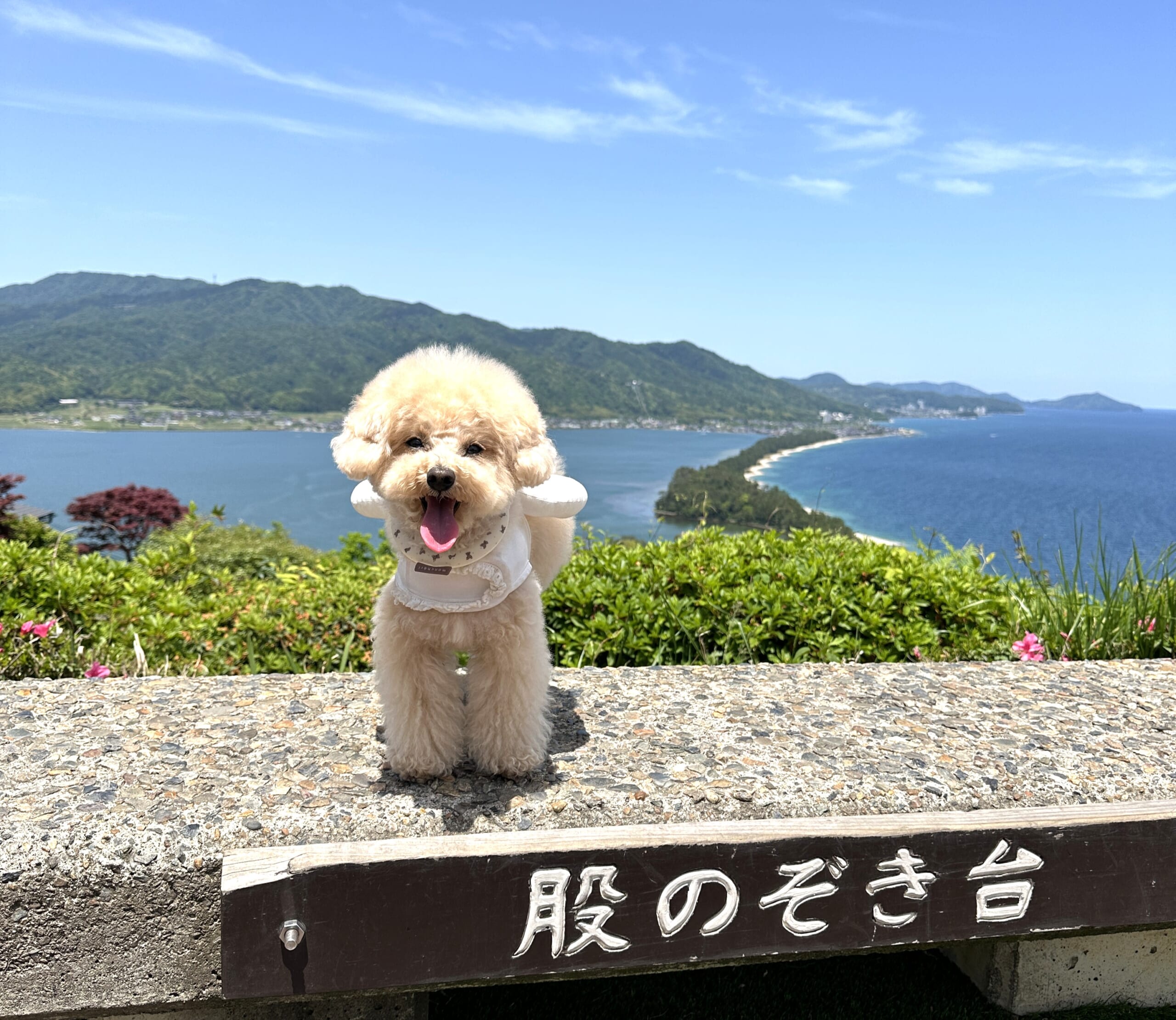 傘松公園
